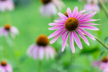 Echinacea Flowers Against Green Background