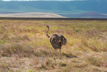 Isolated Female Ostrich (Struthio Camelus) In The Grassland Conservation Area Of Ngorongoro Crater. Wildlife Safari Concept. Tanzania. Africa