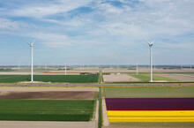 Netherlands, Emmeloord, Wind Turbines And Tulip Fields