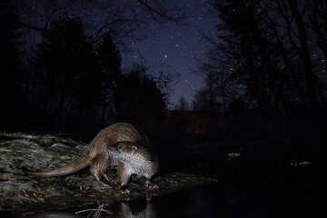 Wall Mural - otter