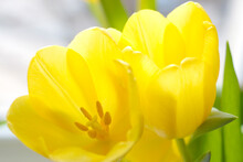 A Bouquet Of Yellow Tulips Blooms In A Vase.
