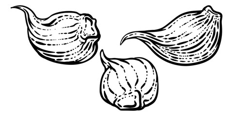 Sticker - Garlic Vegetable Vintage Woodcut Illustration