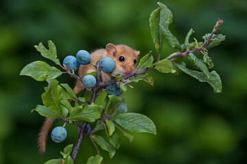 Wall Mural - hazel dormouse