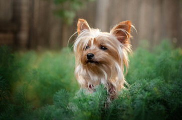 Wall Mural - yorkshire terrier dog cute portrait in the forest beautiful pet photo
