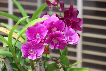 Canvas Print - Cambodia. Dendrobium bigibbum, commonly known as the Cooktown orchid or mauve butterfly orchid, is an epiphytic or lithophytic orchid in the family Orchidaceae.