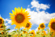 Yellow sunflower field on the blue sky and white clouds background. Countryside view. Freedom and carefree concept. Nature beauty, blue cloudy sky and colorful field with golden flowers.