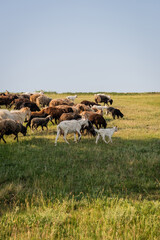 Sticker - herd of sheep and goats grazing in green meadow under clear sky.