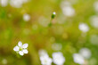 Sagina Subulata flower warm blurry background.