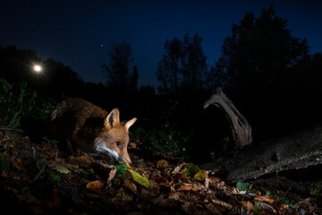 Wall Mural - Fox