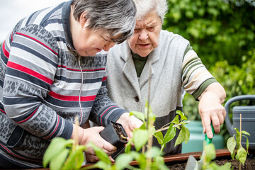 Wall Mural - senior mother and her mentally handicapped daughter planting young bell pepper seedlings