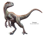 Fototapeta Dinusie - Velociraptor illustration. Dinosaur of Cretaceous Period. Predator dinosaur