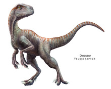 Velociraptor Illustration. Dinosaur Of Cretaceous Period. Predator Dinosaur