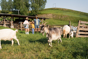 Sticker - flock of goats grazing near family standing at corral on cattle farm.