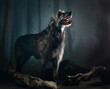 Irish wolfhound in the dark forest, studio shot