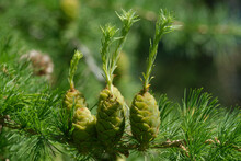 Larch Strobili: Young Ovulate Cones.