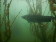 silurus glanis european wels catfish fish in a submerged tree orchard on the bottom of a lake Most czech republic recultivated coal mine, post minig lake scuba diving	