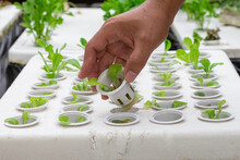 Hand Holding Hydroponic Pot With Vegetable Seedlings Growing On Organic Hydroponic Vegetable Cultivation Farm. Grow Vegetables Without Soil Concept.