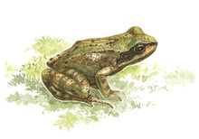 Frog, Realistic, Biological