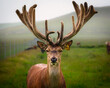 Close-up Portrait of Red Deer Stag.  Red Deer are being farmed for venison in north Northumberland, England
