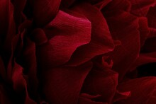 Closeup Shot Of An Red Ocean Rose - Perfect For Wallpapers