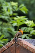 Vertical Shot Of An Orange Robin Perched On A Wooden Birdhouse In A Forest