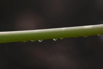 Sticker - Green wet grass with dew on a blades. Shallow depth of field