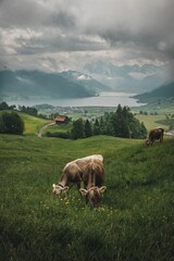 Poster - Vertical shot of cows pasturing in the field