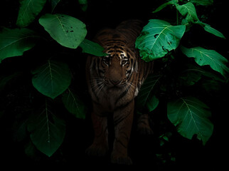 tiger in tropical rainforest at night