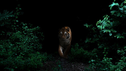 tiger in tropical rainforest at night