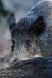 Wild boar cub stands behind another cub and looks attentively, autumn, lower saxony, (sus scrofa), germany