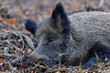 Wild boar female sleeping relaxed on forest floor, autumn, lower saxony, (sus scrofa), germany