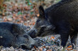 Wild boar cub greets another lying cub, head portrait, autumn, lower saxony, (sus scrofa), germany