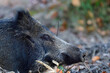 Wild boar cup sleeping relaxed on forest floor, head portrait, autumn, lower saxony, (sus scrofa), germany