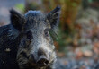 Wild boar looks attentive, head portrait, autumn, lower saxony, (sus scrofa), germany
