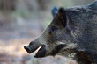 Wild boar looks attentive, head portrait, autumn, lower saxony, (sus scrofa), germany