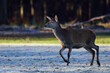 Red deer female standing on forest meadow in hoarfrost, autumn, north rhine westphalia,  (cervus elaphus), germany