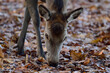 Red deer female foraging on forest floor in autumn, head portrait, north rhine westphalia,  (cervus elaphus), germany