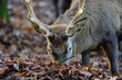 Red deer male foraging on forest floor in autumn, head portrait, north rhine westphalia,  (cervus elaphus), germany