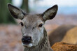 Red deer female head close up, head portrait, autumn, north rhine westphalia,  (cervus elaphus), germany