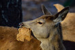 Red deer young animal eating an old leaf in autumn, head portrait, north rhine westphalia,  (cervus elaphus), germany