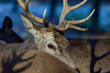 Red deer male with antlers looks attentively, head portrait, autumn, north rhine westphalia,  (cervus elaphus), germany