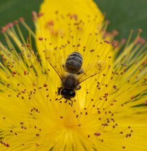 Closeup Of Bee On Yellow Flower