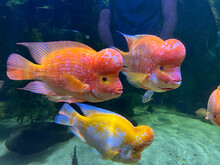 Red And Yellow Midas Cichlids Swim In The Aquarium