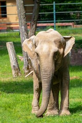 Poster - Vertical closeup of the Asian elephant in the zoo. Elephas maximus.