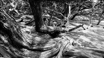 Grayscale shot of a rainforest with the ocean on the side in Costa Rica