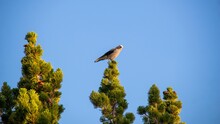 Small Mississippi Kite Perched On A Green Spruce Against The Blue Sky