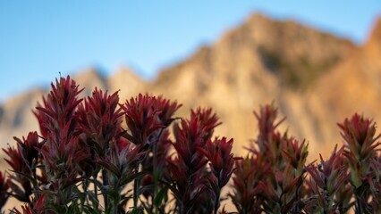 Sticker - Close-up shot of red Indian paintbrush flowers grown in the field in spring