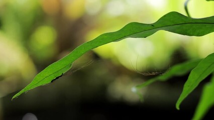 Wall Mural - Beautiful shot of a spider hanging on a web weaved through the leaves