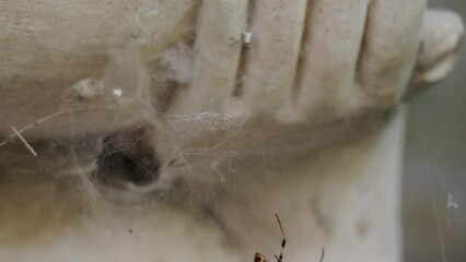 Wall Mural - Beautiful shot of a Nephilengys cruentata spider weaving a web