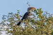 African red-billed hornbill bird found in Namibia